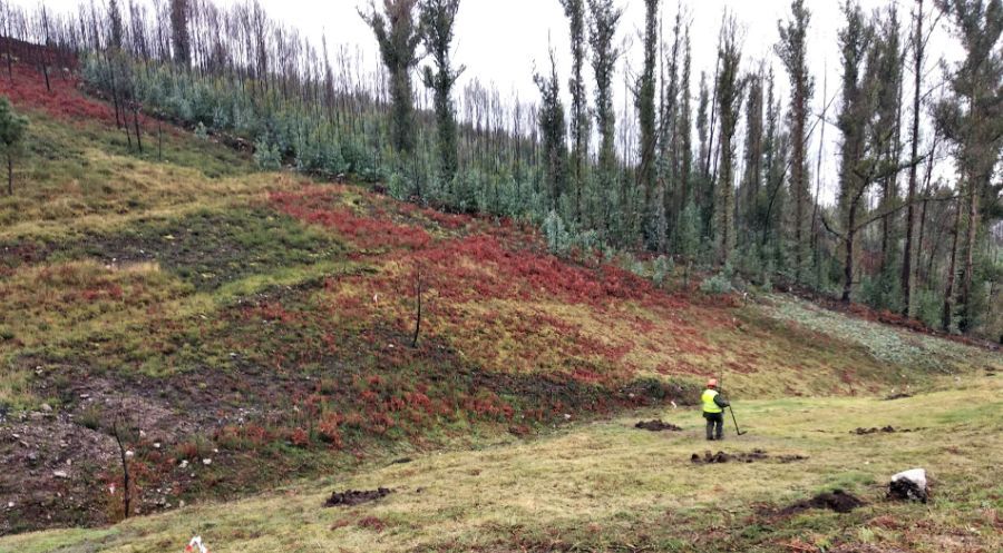 FSC y CARREFOUR promueven cortafuegos verdes que ayudarán a luchar contra los incendios forestales