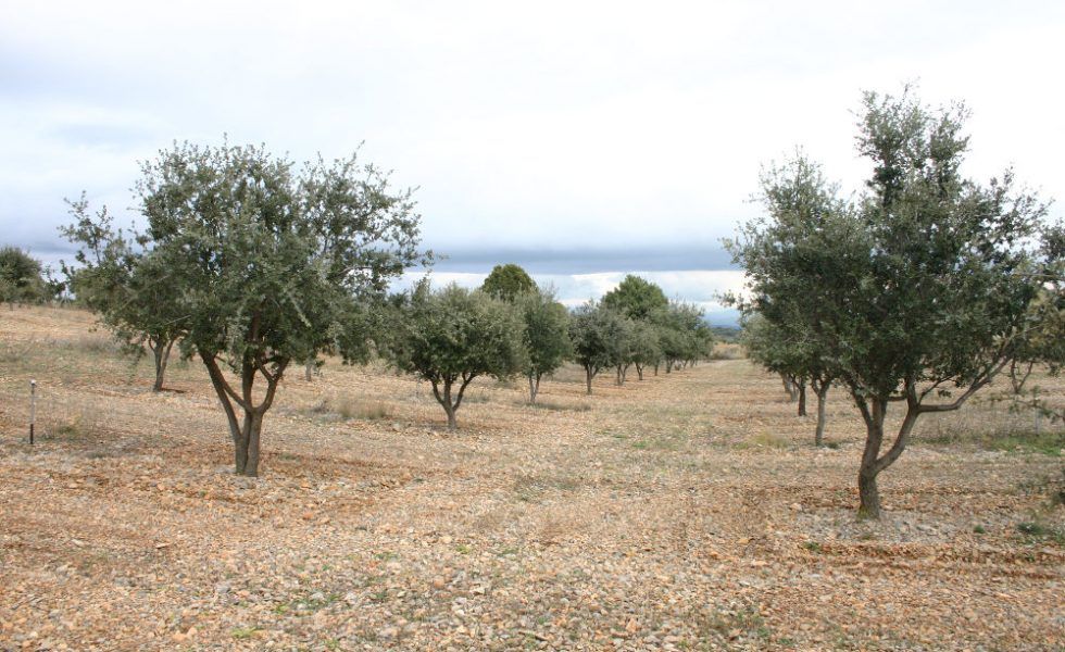 Las plantaciones de encinas micorrizadas con trufa, una apuesta para reforestar terrenos agrícolas