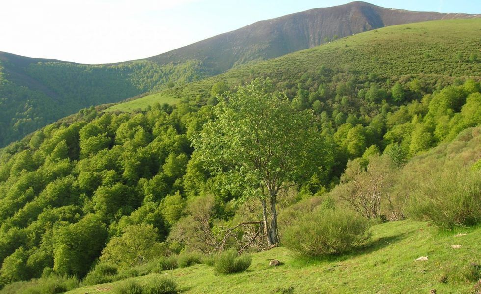 Decálogo de propuestas para impulsar la gestión forestal frente a los retos de la despoblación y el cambio climático