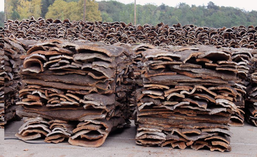 Maite González, secretaria de APMAE: “Hay una demanda imparable de corcho de calidad”