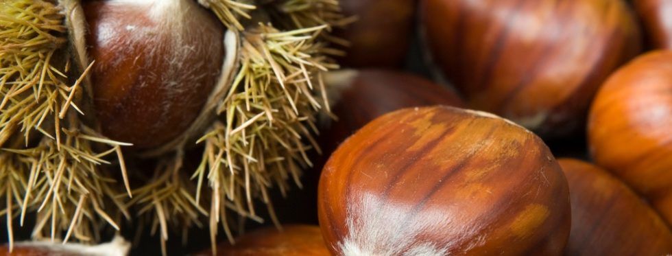 La Red Estatal del Castaño consigue que el MAPA autorice el Torymus sinensis