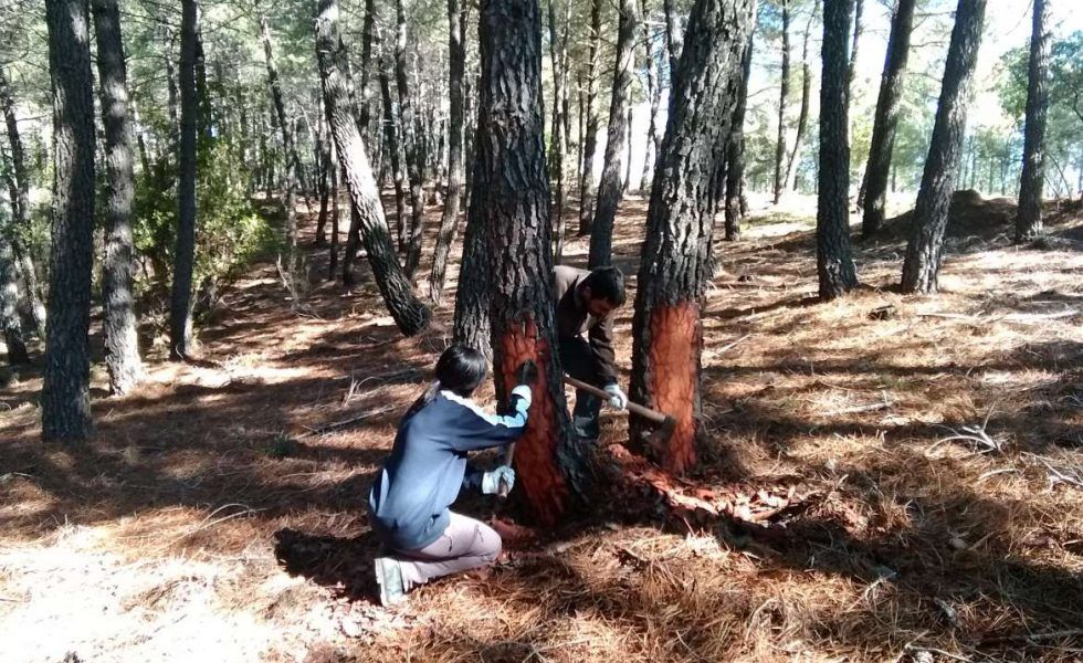 Comienza el Curso de Experto Profesional en Técnica de Extracción de Resina