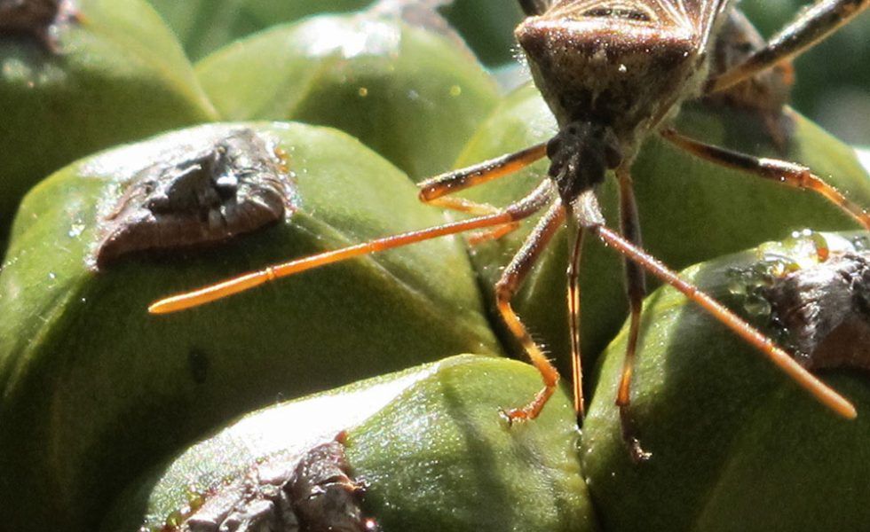 La respuesta coordinada es clave para frenar las plagas que afectan al piñón y a la castaña