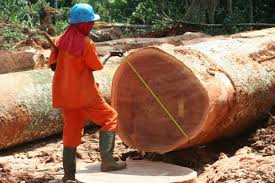 Tan solo el 16% de los productos de madera de importación proceden de zonas de riesgo