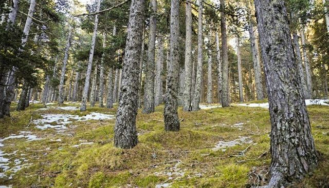 COFORESTA denuncia la falta de representación del sector forestal en la planificación del desarrollo rural en Aragón