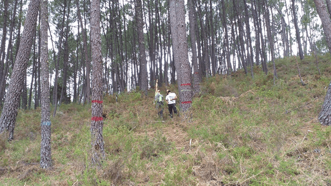 Las amenazas climáticas y de patologías que afrontan los pinares obligan a aumentar los esfuerzos en mejora genética