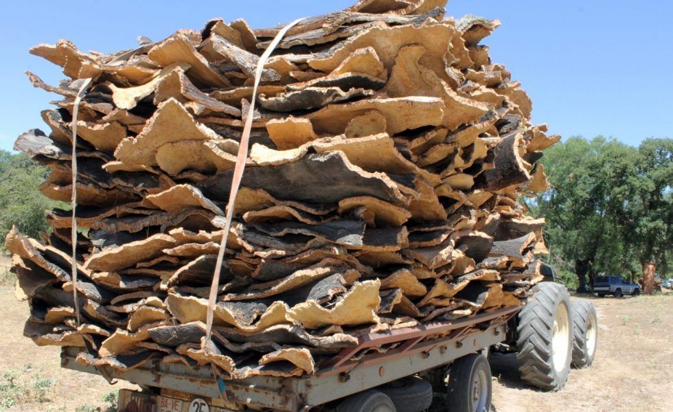 JOGOSA desarrolla MyForest, una herramienta para obtener informes sobre la cantidad y calidad de corcho en un alcornocal