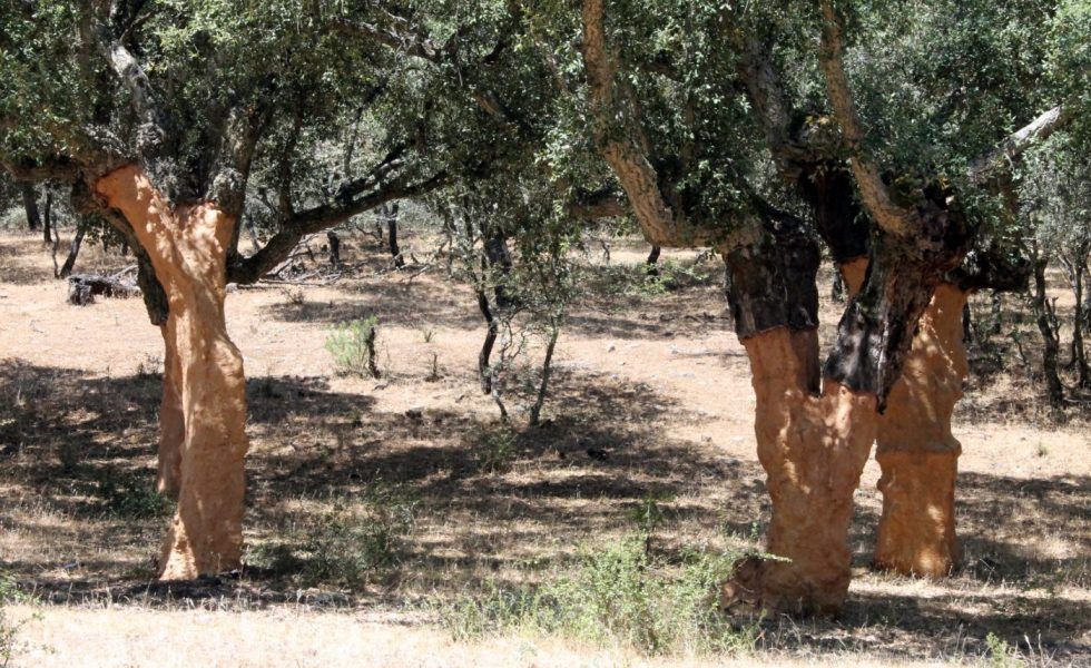 Subericultura de precisión para el alcornocal español