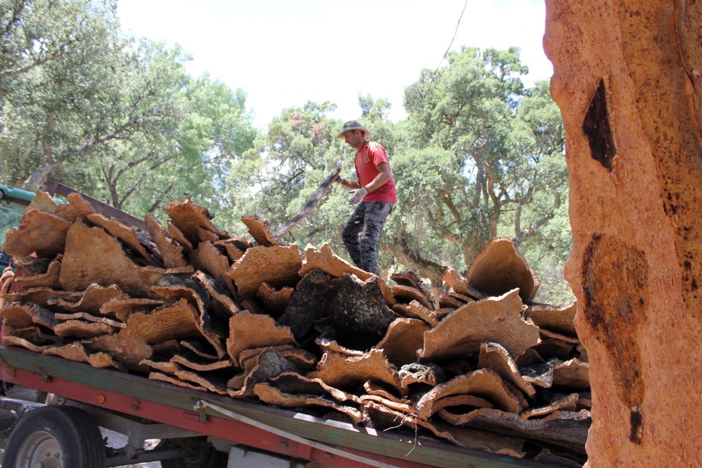 Guías sobre la calidad y las nuevas aplicaciones del corcho