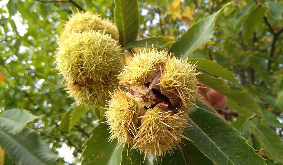 La RED ESTATAL DEL CASTAÑO es pesimista ante la evolución de la campaña