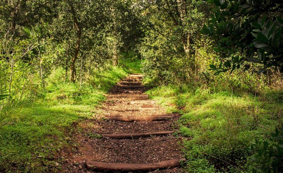 Gran Canaria celebra su Noviembre Forestal