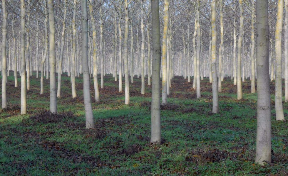 Emergencia climática, reforestar nunca fue tan importante