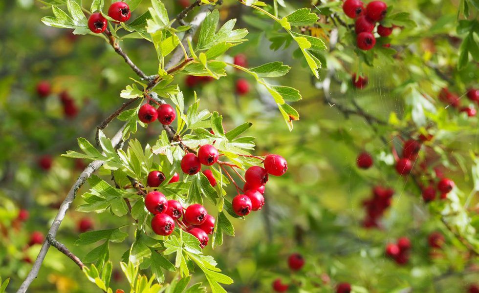 El proyecto INCREDIBLE busca alternativas rentables para la adaptación al cambio climático de las producciones forestales