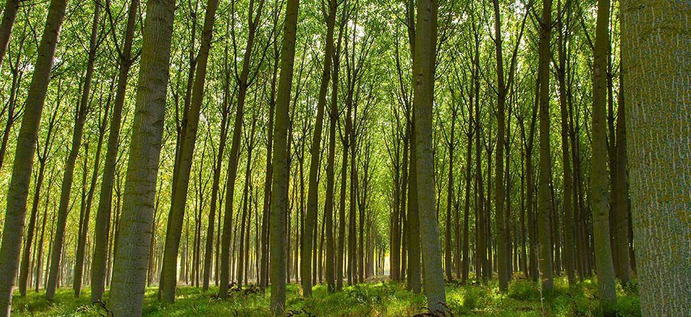 El incremento de plagas, una consecuencia del cambio climático