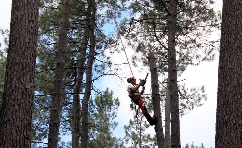 Cascos de protección integrales para los trabajos forestales en TECNICA FORESTAL