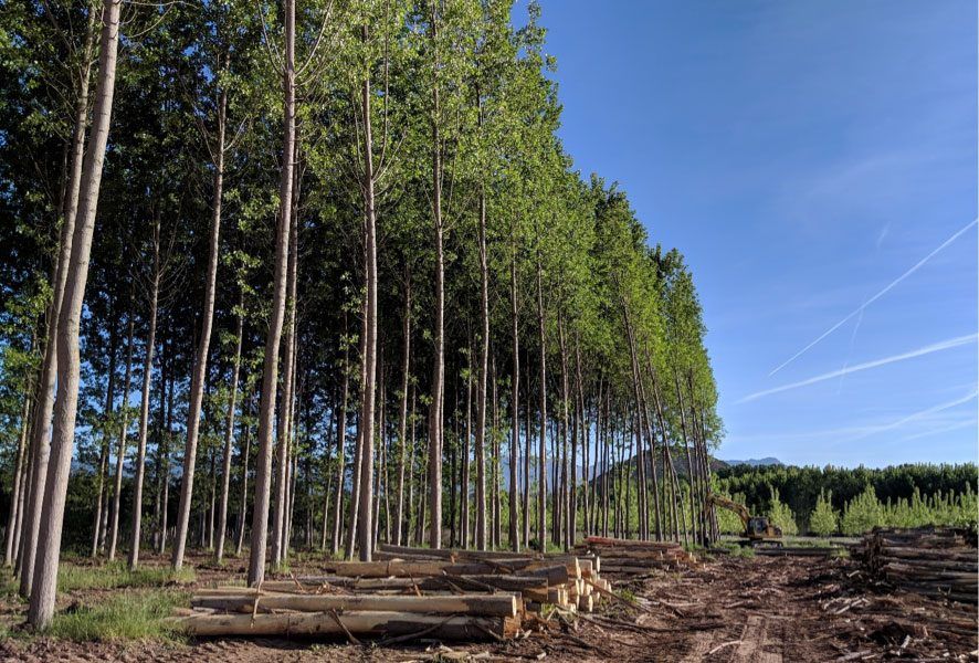 Galicia acoge una jornada sobre las posibilidades del chopo
