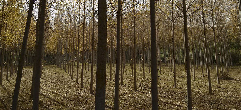 El chopo, el árbol más productivo de La Rioja