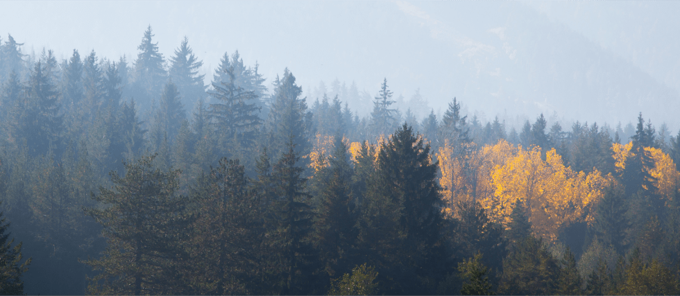 TRANSFORMAD elabora madera que proviene de bosques sostenibles