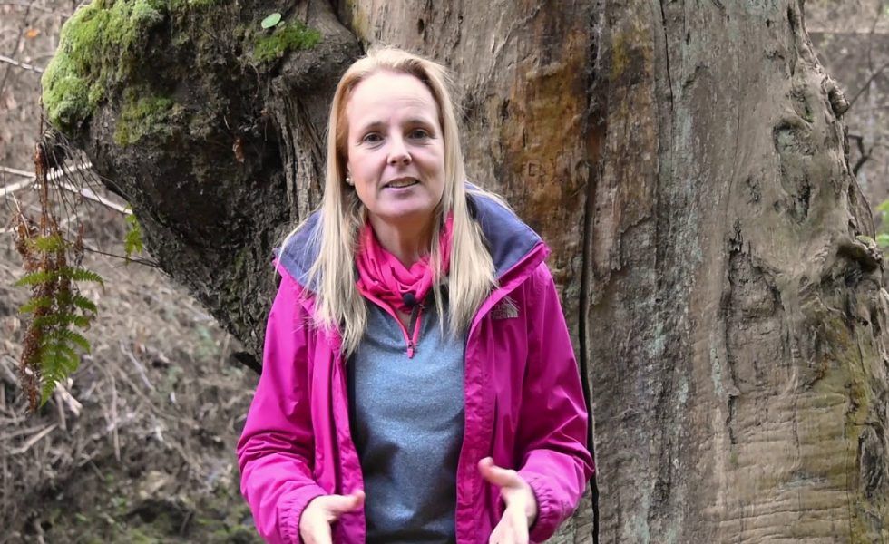“La madera mueve el mundo, por eso hay que vivir en verde y pensar en madera”