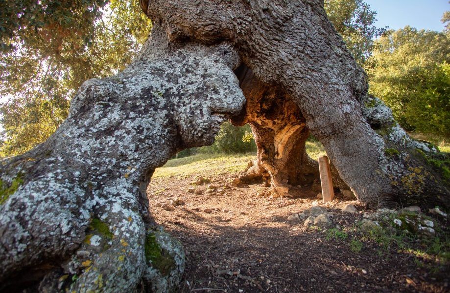 El Encino de las Tres Patas queda noveno en el Concurso Arbol Europeo del Año 2020