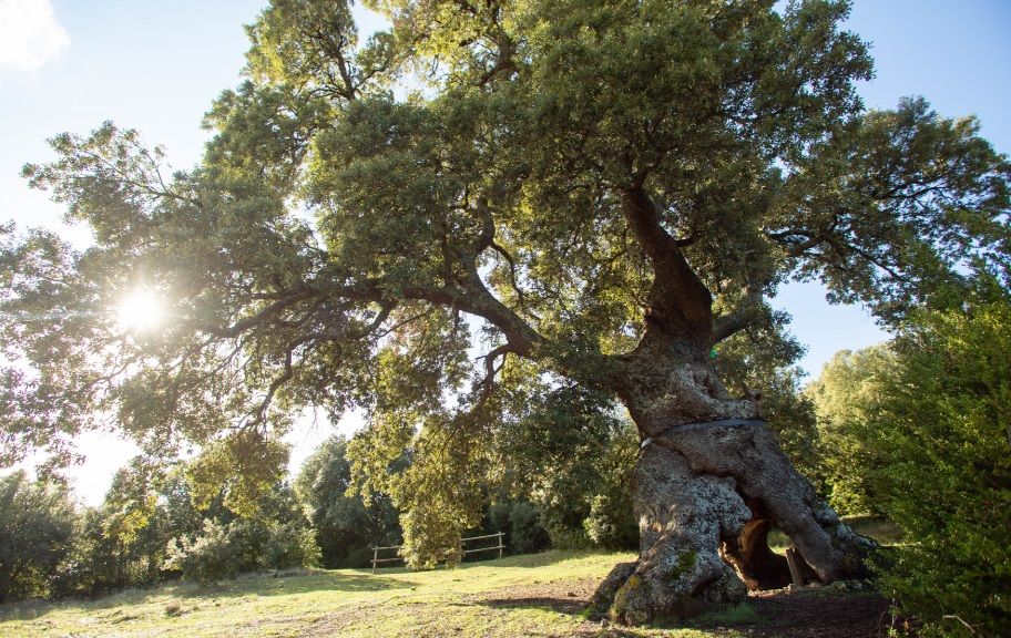 El Encino de las Tres Patas opta a ser el Árbol Europeo de 2020