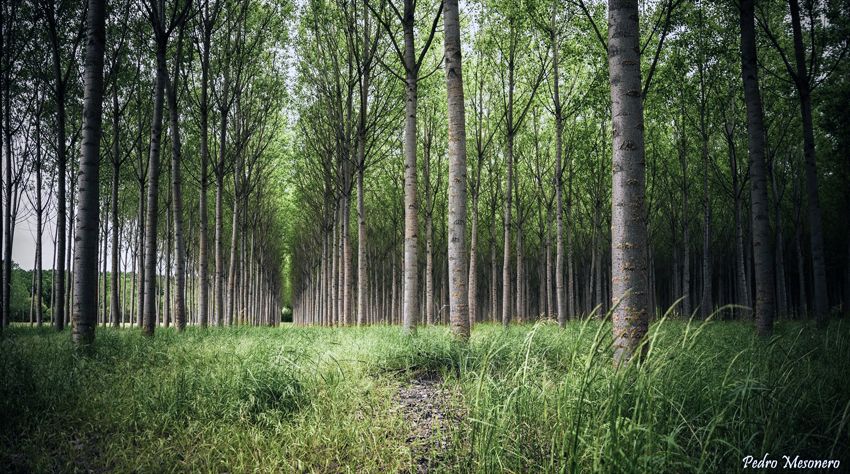 Taller Formativo en gestión de choperas