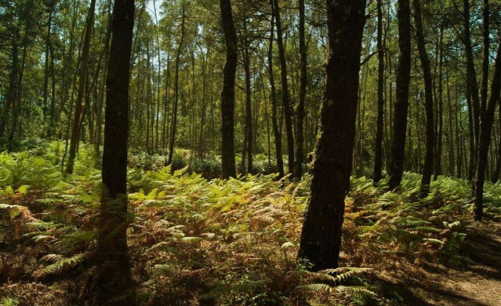 Galicia acredita el almacenamiento de más de 100.000 toneladas de carbono en sus bosques