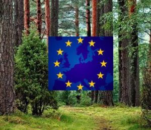 Venta de la patente de un aditivo ecológico obtenido de la biomasa