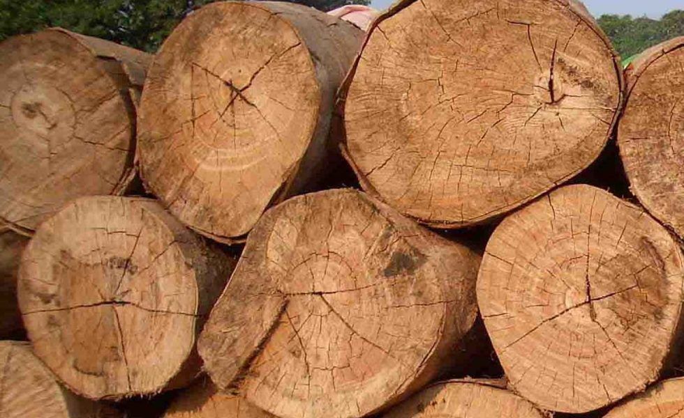 Sólo alrededor del 5% de la madera tropical importada por España es certificada