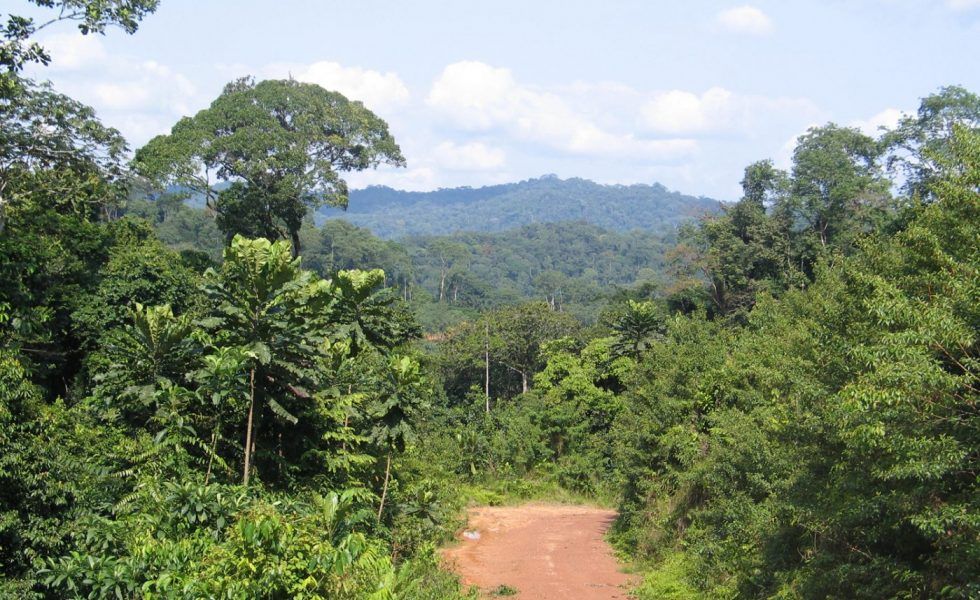 Impacto del Covid 19 en el comercio de madera tropical