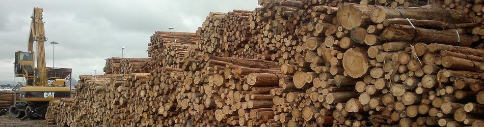 CHAINWOOD suma capacidades del sector maderero y forestal con empresas y centros tecnológicos
