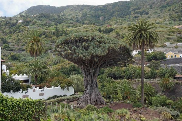 España tiene 1.680 árboles monumentales o singulares