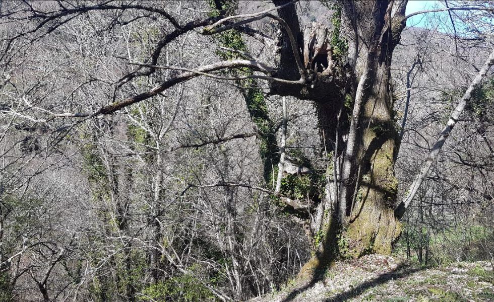 Un bosque singular de Lugo, primero en España en lograr la certificación FSC
