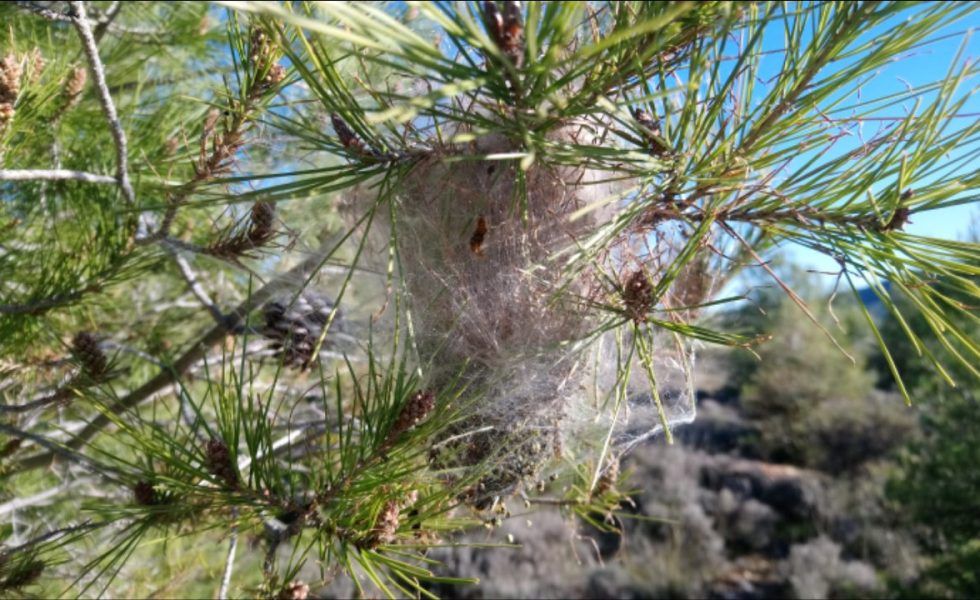 Las altas temperaturas adelantaron la llegada de la procesionaria