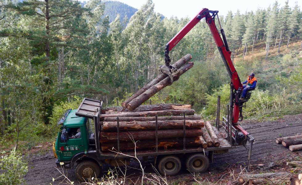 El sector forestal-madera del País Vasco mantiene sus actividades esenciales para garantizar la producción de papel, biomasa y embalaje