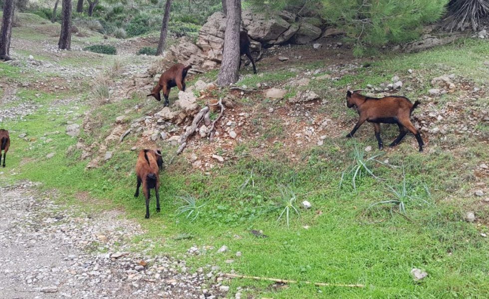 El control de las poblaciones cinegéticas: una medida de gestión esencial y necesaria