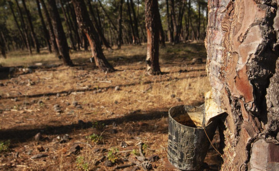 DRIADA, la transformación digital del sector resinero