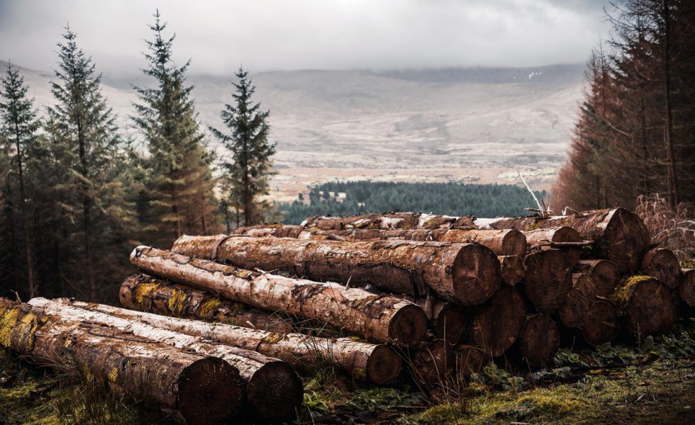 Cae un 40% el volumen de madera licitada de montes públicos en el primer trimestre