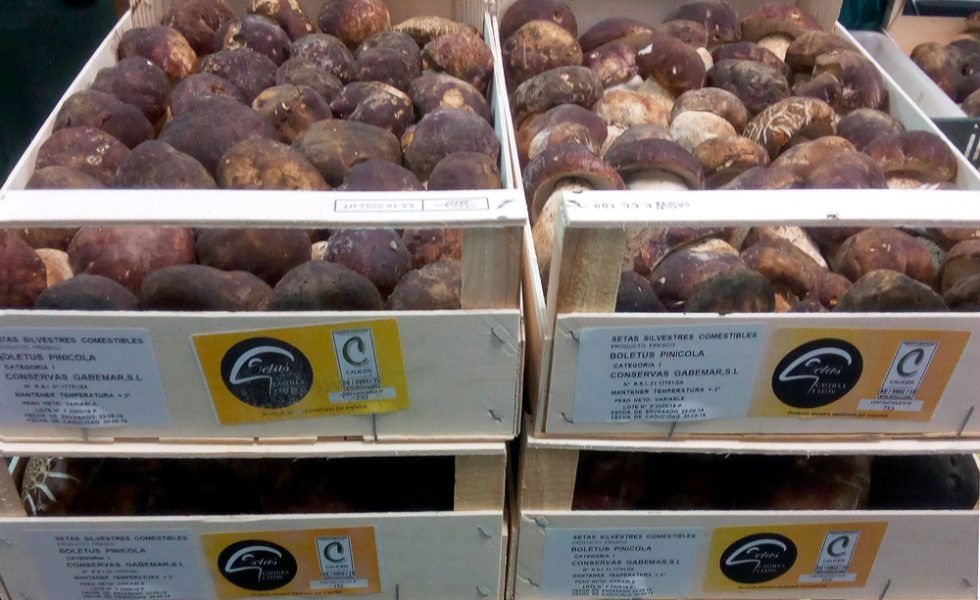 El proyecto de innovación MIKOGEST pondrá las TIC y técnicas de análisis Big data al servicio de la gestión sostenible del recurso micológico