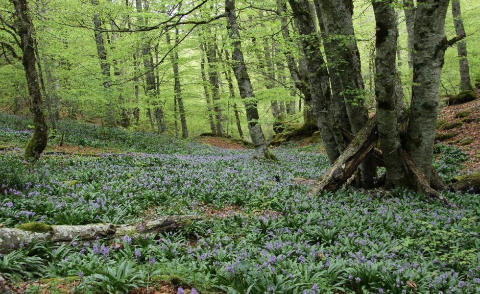 FSC destaca la importancia de los bosques bien conservados y biodiversos para evitar pandemias
