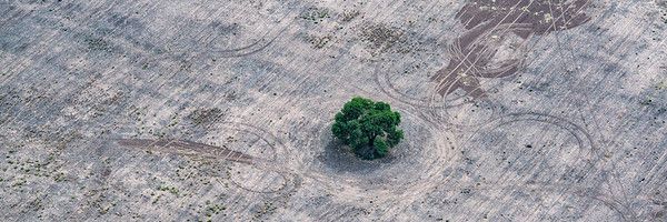 Menos bosques es igual a más enfermedades