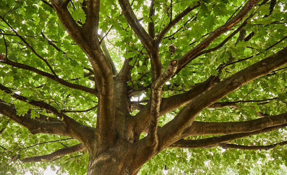 Mike Snow, Director Ejecutivo de AHEC: “Es fundamental que la demanda de madera encaje con lo que hay en el bosque”