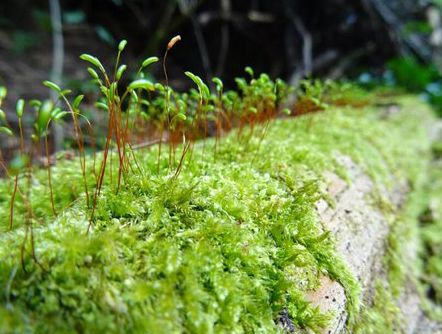 Los propietarios de bosques europeos son clave para salvaguardar la biodiversidad
