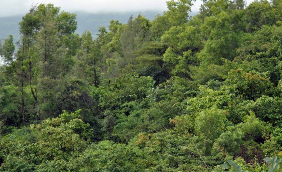 La importancia de la gestión forestal sostenible para afrontar la nueva etapa post-Covid