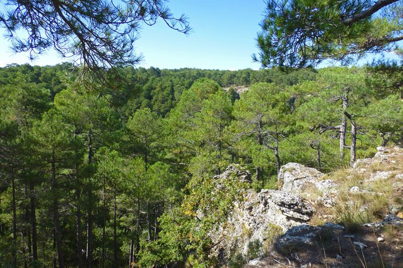Castilla-La Mancha recibe el primer certificado internacional FSC por su gestión en el monte Los Palancares