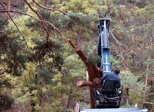 La biomasa para usos energéticos: paradigma de economía circular