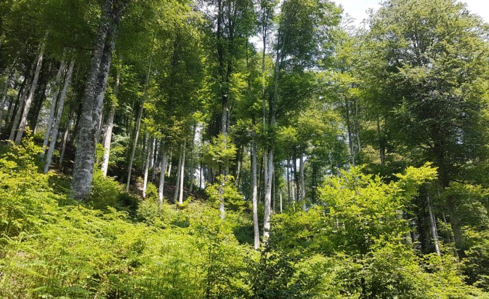 Plantar y no gestionar, un camino vacío