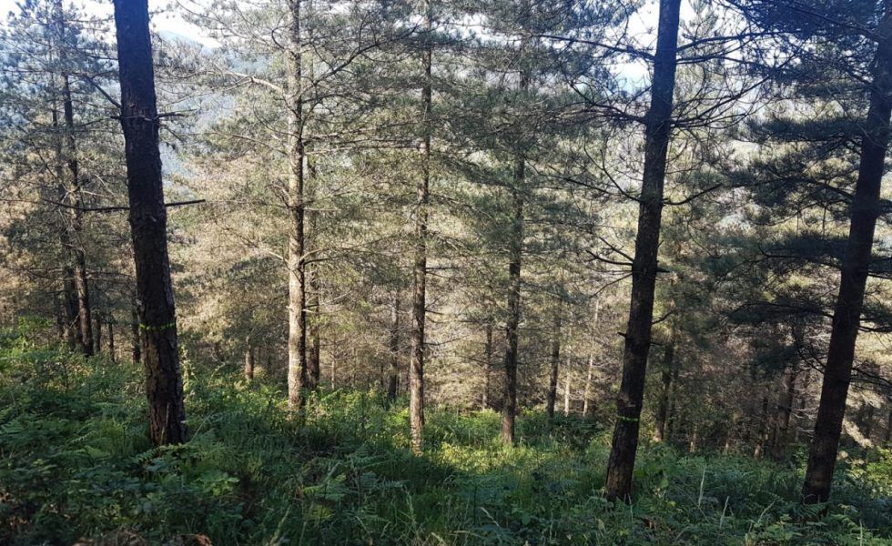 Jornada sobre el Reglamento EUDR de lucha contra la deforestación