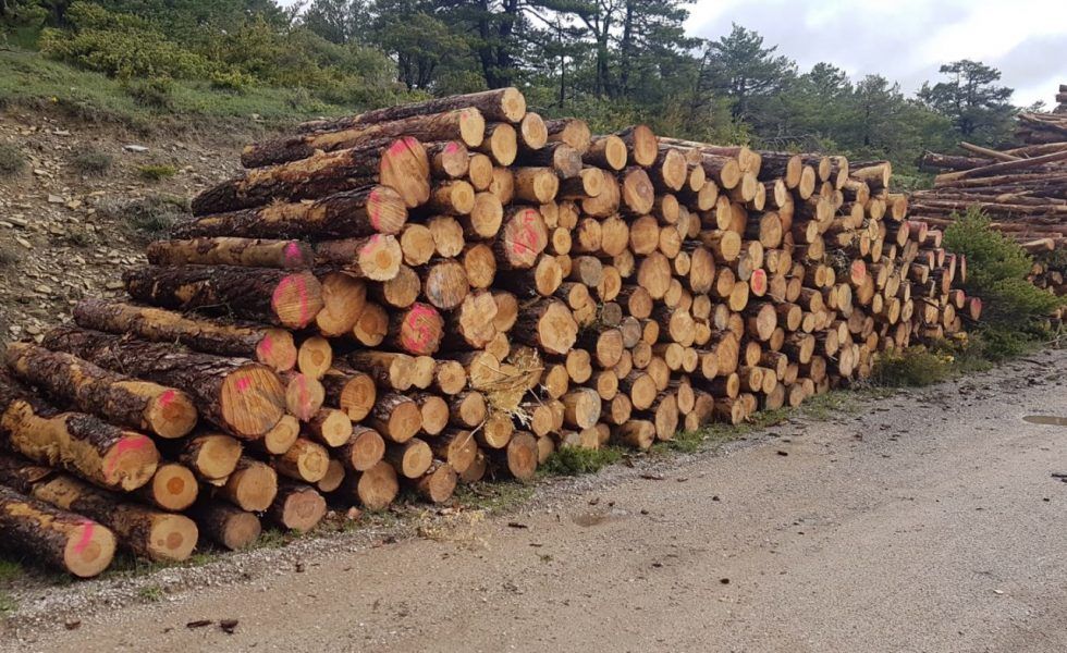 Rentabilizar la gestión forestal para evitar el abandono del monte, mediante las agrupaciones y una fiscalidad incentivadora