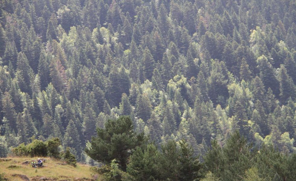 FSC España destaca que la vida en la Tierra no sería posible sin los servicios que nos proporcionan los bosques